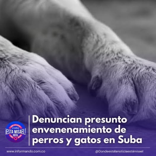 Denuncian presunto envenenamiento de perros y gatos en Suba Habitantes de Colina