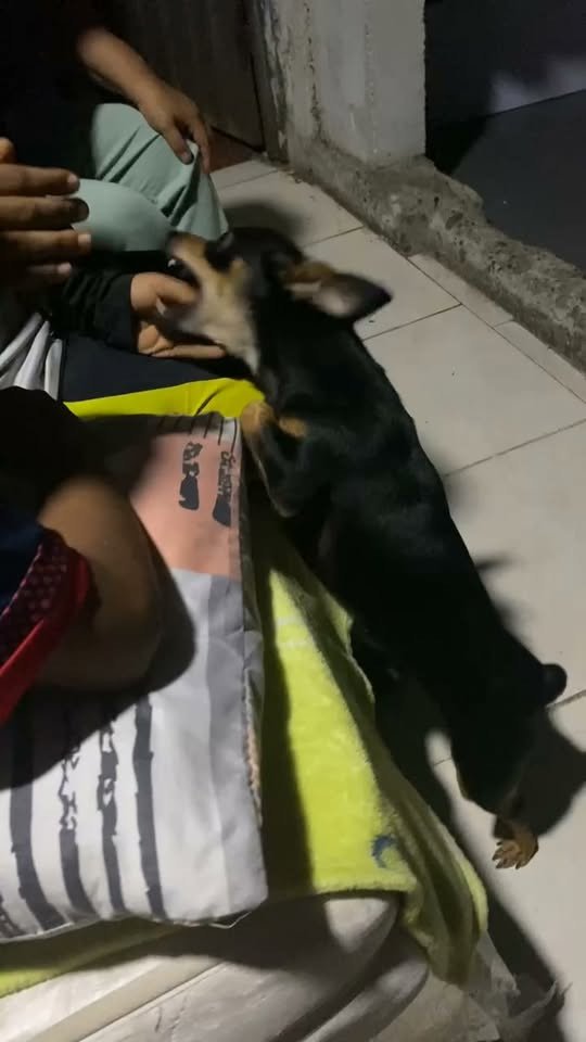 #Acacías #PerritoExtraviado Está aquí en el barrio la independencia, en la cancha