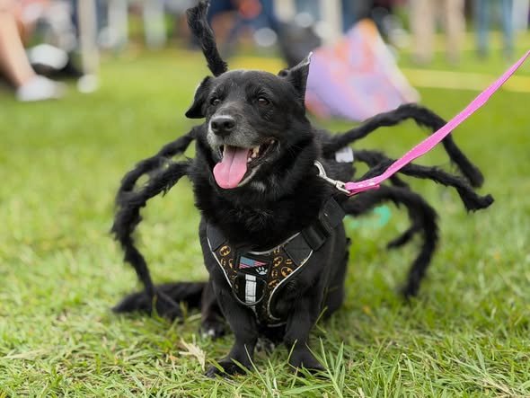 En imágenes: los verdaderos protagonistas de la tarde. Saltos, juegos, retos, carreras