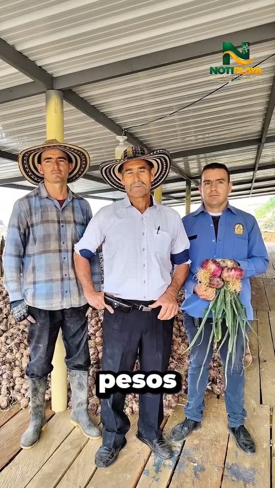 #Acacías #Agricultores Al igual que los arroceros ahora los productores de cebolla