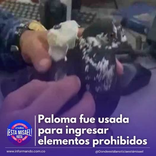 Paloma fue usada para ingresar elementos prohibidos Una paloma mensajera fue detectada