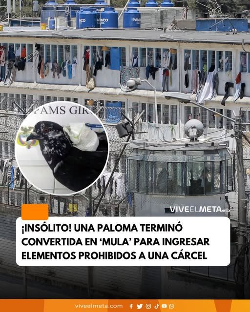 El ave fue detectada con un pequeño bolso sujeto al cuerpo, mientras