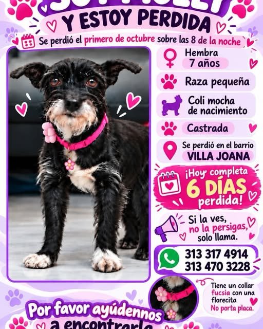 Servicio social: Buscan a Molly, perrita perdida en Villavicencio Una familia busca