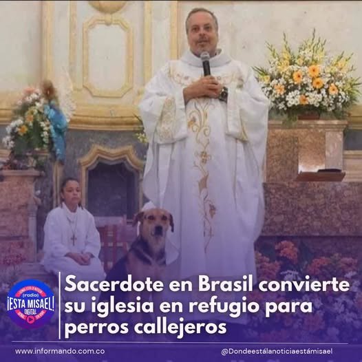 Sacerdote en Brasil convierte su iglesia en refugio para perros callejeros João