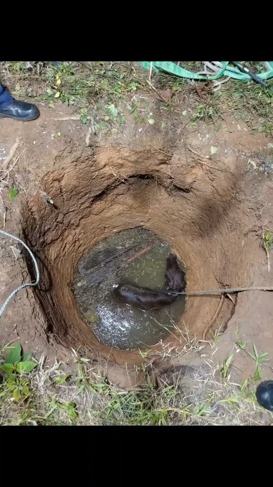 #Acacías #BomberosDeAcacías El Cuerpo De Bomberos Voluntarios De Acacias Meta rescató una