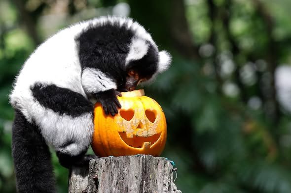 ¡Halloween también se vive en el Zoológico de Cali! Los animales también